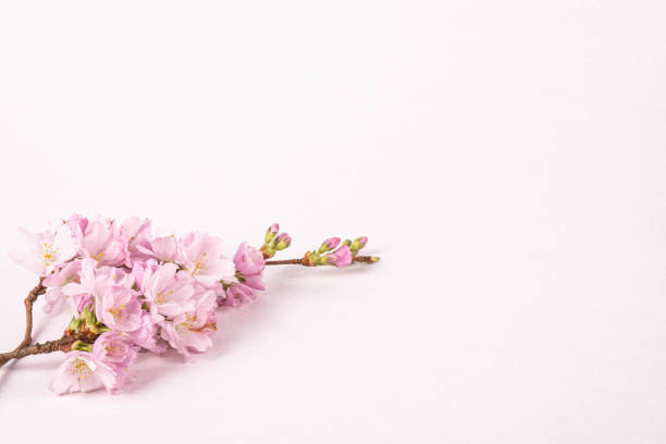 istock branch of wild plum on a white table 1209287509