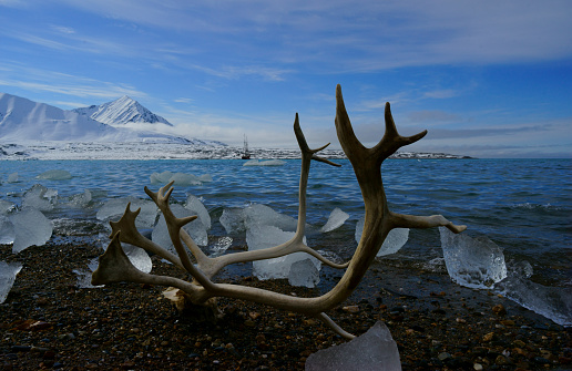 Antlers Svalbard Islands