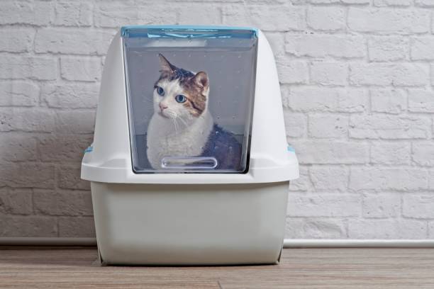 istock Cute tabby cat sitting in a closed litter box and looking curious sideways. 1209290432