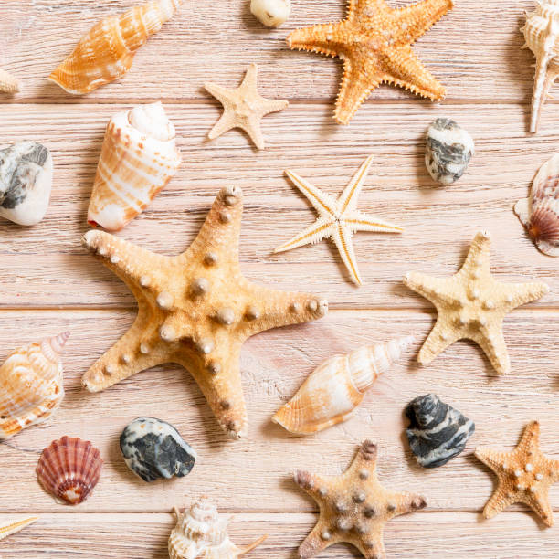 istock Starfish and seashells background on a wooden table, top view, flat lay 1209290797
