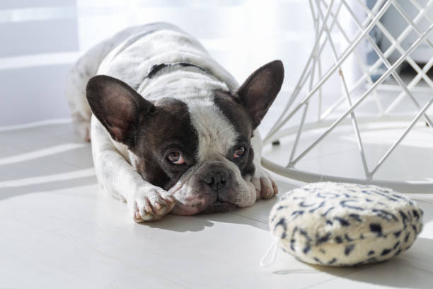 istock Adorable french bulldog 1209290807