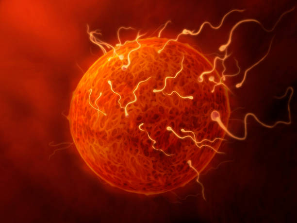 istock sperm and egg - illustration of sperm fertilizing the egg 1209290811
