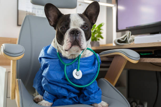 bulldog francés como médico con estetoscopio - doctor dog portrait animal hospital fotografías e imágenes de stock