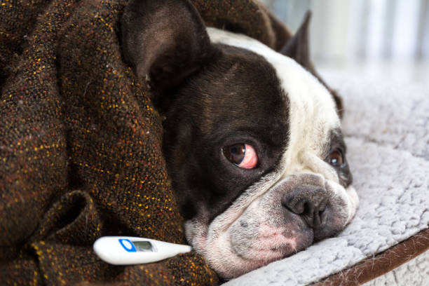 istock French bulldog wrapped in a blanket 1209290866