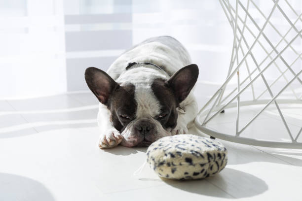 istock Adorable french bulldog 1209290947
