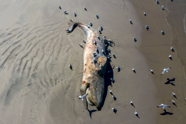 Dead grey whale on the beach Dead grey whale on the beach aerial view gray whale stock pictures, royalty-free photos & images