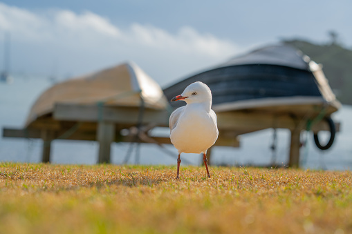 Seagull on beachside grassy edge to Pilot Bay with upturned dinghy and boats moored in background , Tauranga, New Zealand