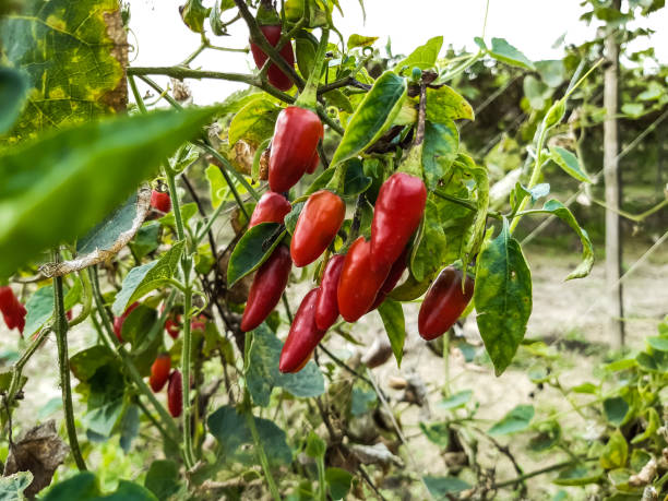 istock Red color ripe peppers on the green tree. 1209292300