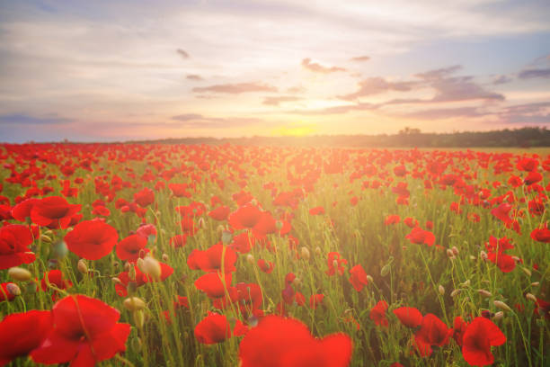 istock Poppies on green field on summer sunset 1209294088