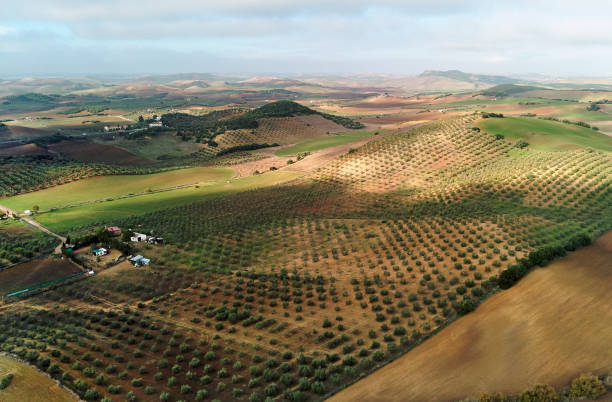 Agricultural meadows drone point of view. Spain Aerial image photo agricultural fields in Sevilla. Andalusia, Spain andalusia photos stock pictures, royalty-free photos & images