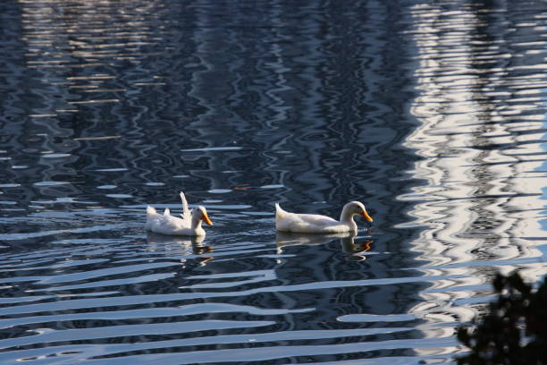 White duck swimming on blue reflecting water