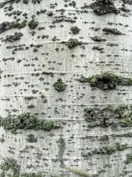 Tree trunk close-up, wood, natural texture