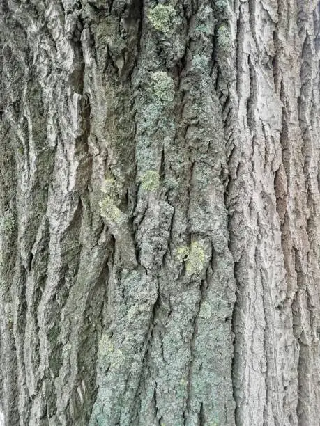 Tree trunk close-up, wood, natural texture