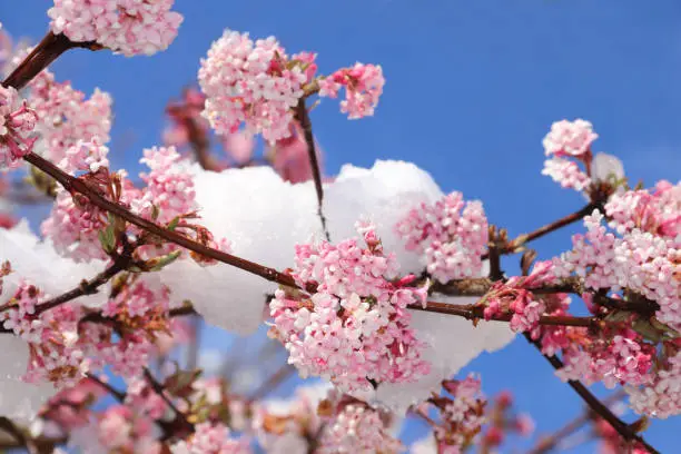 winter bloomer branches with pink blossoms covered with snow, seasonal background with copy space
