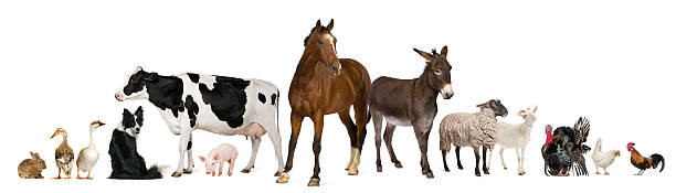 istock Variety of farm animals, white background. 120930128