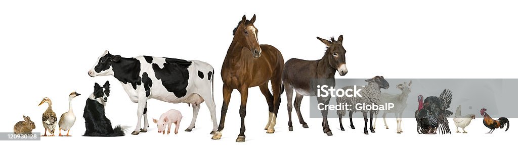 Variety of farm animals, white background. Variety of farm animals in front of white background. Livestock Stock Photo