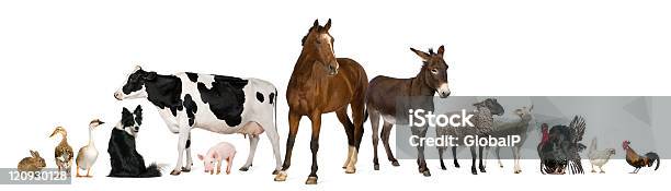 Variety Of Farm Animals White Background Stock Photo - Download Image Now - Livestock, Domestic Cattle, Cow
