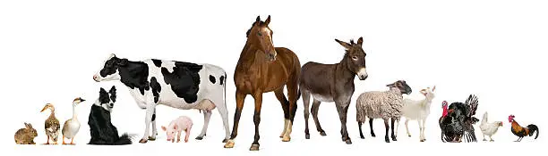 Photo of Variety of farm animals, white background.