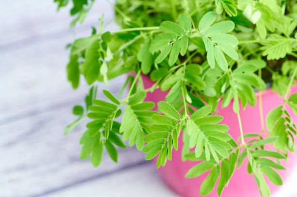 macro photo de mimosa pudica sur fond en bois blanc - dew summer growth flower photos et images de collection