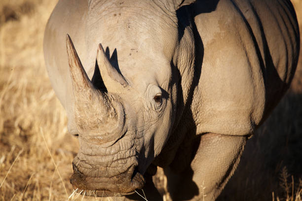 istock Namibian white rhino 1209301576