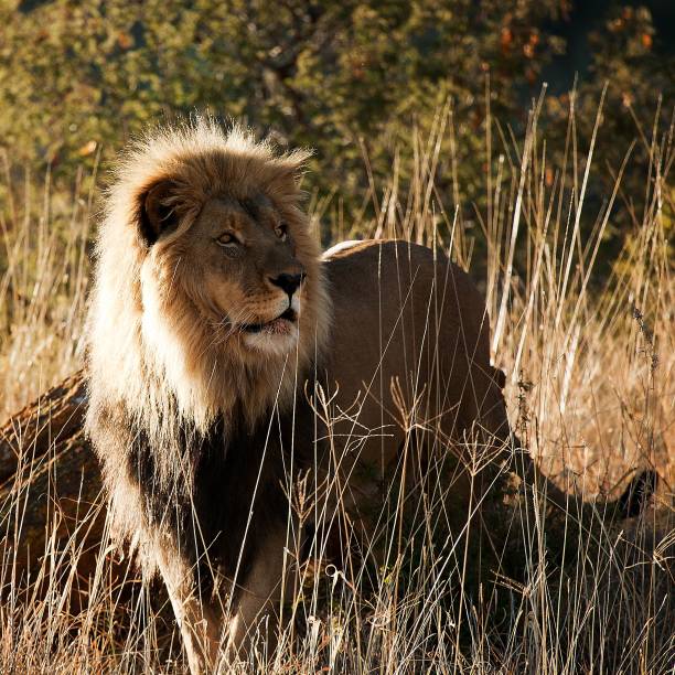 istock King of the jungle 1209301648
