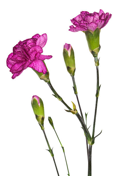 istock beauty purple carnations 120930252