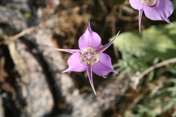 Sagebrush Mariposa Lily wildflower blossom.