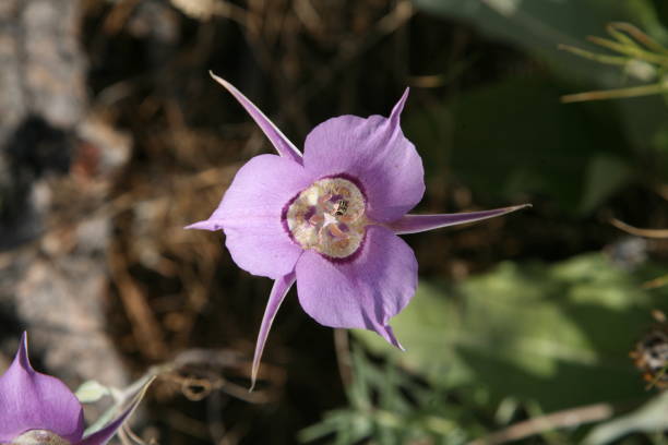 istock Sagebrush Mariposa Lily wildflower blossom. 1209302861