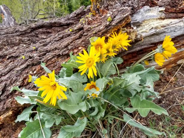 Mountain Arnica wildflowers in a forest. stock photo