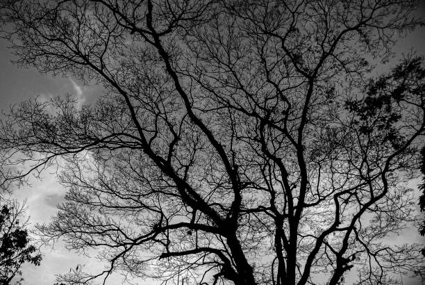 A stark, leafless tree stands against a clear sky in a monochromatic scene devoid of foliage.