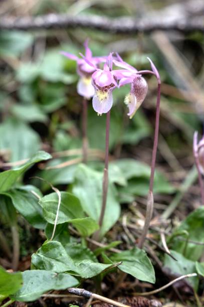 istock Calypso orchid (Calypso bulbosa) in a montane forest. 1209303021