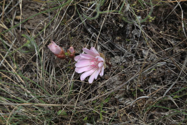 istock Bitterroot wildflowers near White Lake in Okanagan Valley, BC. 1209303034