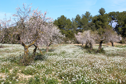 Blooming almond tree in early spring. Almond flowers. Almond Blossom in Borges Blanques, Les Garrigues, Lleida, Spain