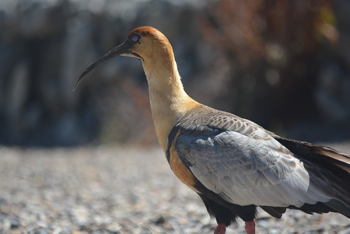 Bandurria austral in Bariloche