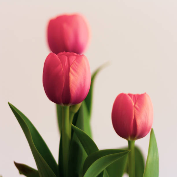 istock Tree pink tulips on white background for copy space for holidays and greetings on Mother's Day, 8 March, Birthday 1209307897
