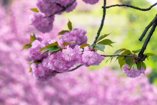istock pink cherry blossom on the twig 1209308206