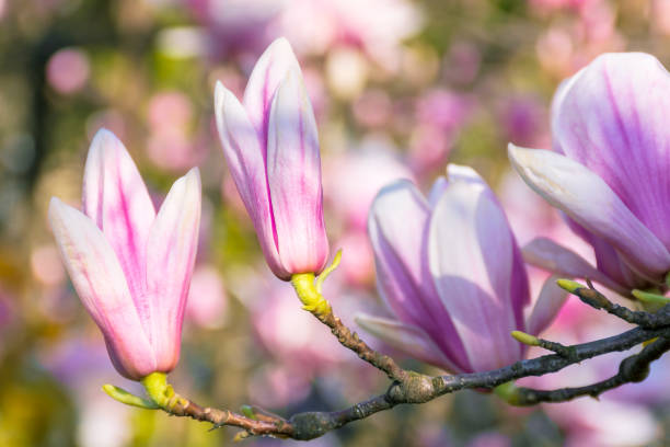 istock blossom of magnolia tree 1209308328