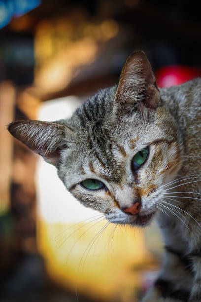 istock potrait green-eyed cat with a bokeh backround. 1209308367