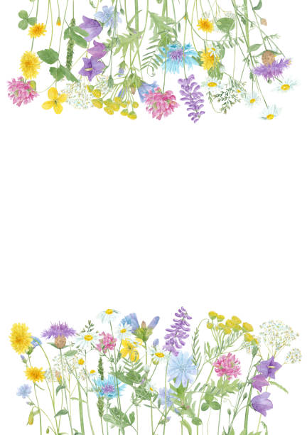 istock Watercolor floral summer frame with copy space and wild meadow flowers isolated on white background 1209308428