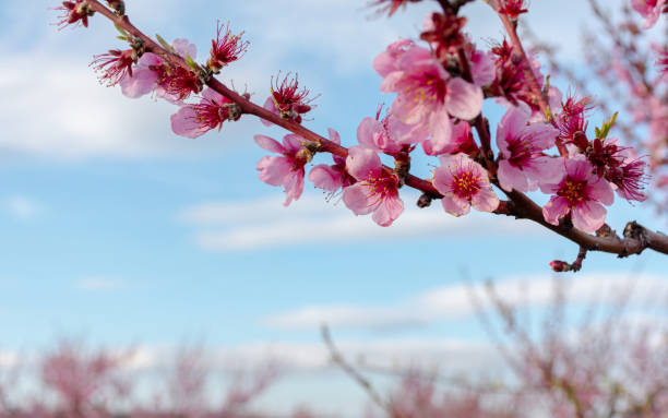 nahaufnahme von rosa blüten mit verschwommenem hintergrund - 2650 stock-fotos und bilder