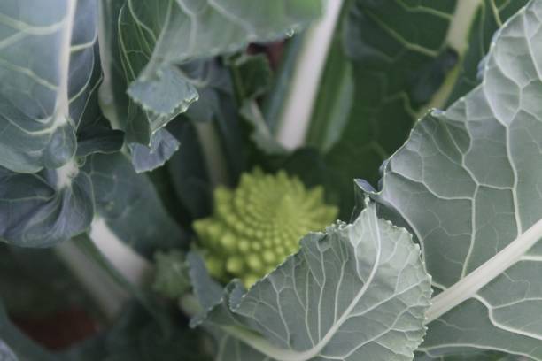 istock An amazing broccoli romanesko agriculture 1209310964