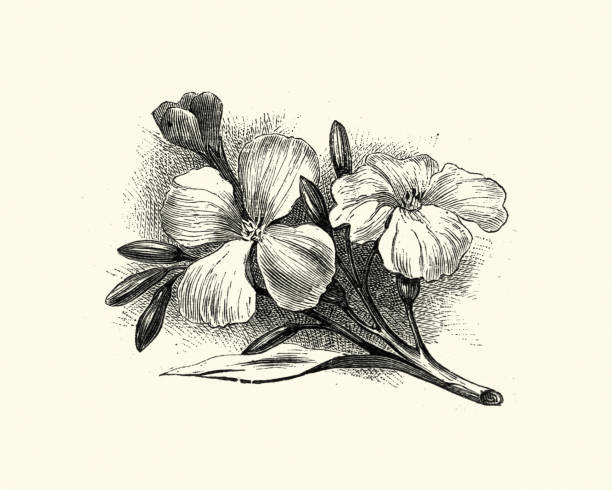 Erysimum, wallflower, engraving Vintage engraving of Erysimum, or wallflower, is a genus of flowering plants in the cabbage family, Brassicaceae. erysimum stock illustrations