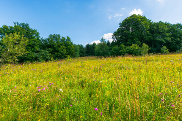 istock grassy meadow with wild herbs in summer 1209311701