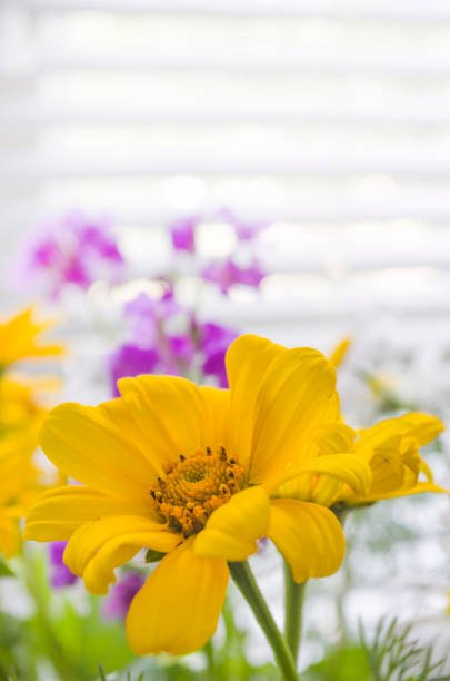 gelbe blume auf dem verschwommenen hintergrund. kamille nahaufnahme. einzelne goldene-daisy. - chrysanthemum macro close up single object stock-fotos und bilder