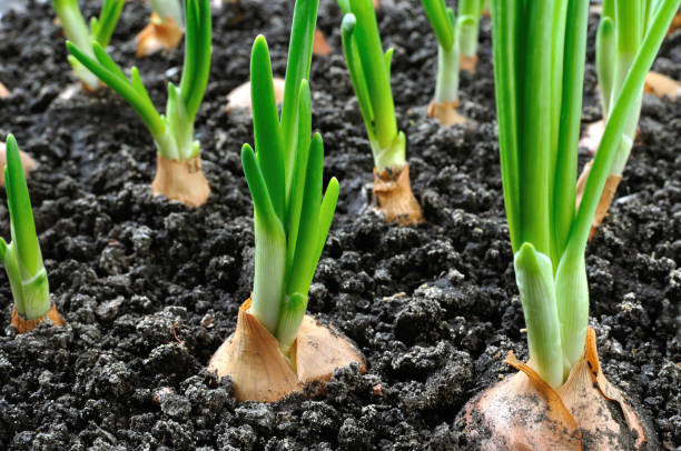 istock close-up of growing green onion 1209313099
