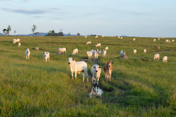 畑の牛。白い牛の放牧。 - horizon over land landscapes farm animals nature ストックフォトと画像