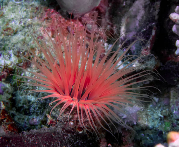 istock Tube Dwelling Anemone (Cerianthus sp.) 1209313188