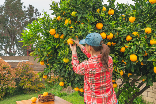 Orange tree in the garden bearing full grown fruits, and woman picking fruits from tree. Gardening, harvest season, agriculture concept