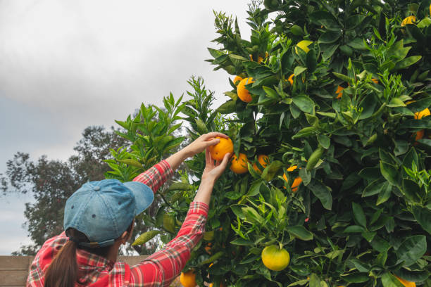 istock Woman picking oranges from orange tree in the garden. 1209313674