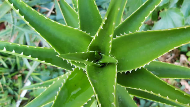 Aloe vera top view. Rosette of sharp cactus leaves closeup. Indoor plant cacti. Houseplant macro. All green natural background with sharp edge textures. Plant spines close-up. Thorny plant texture stock photo